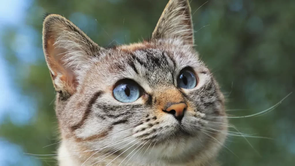 Gato Siamês de olhos azuis intensos observando atentamente, conhecido por sua inteligência, comunicação e forte vínculo com humanos.