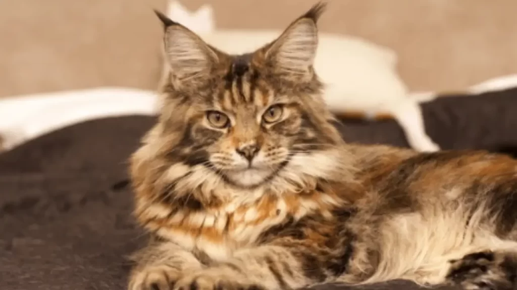Maine Coon de grande porte e expressão tranquila, reconhecido por sua inteligência, gentileza e capacidade de socialização.