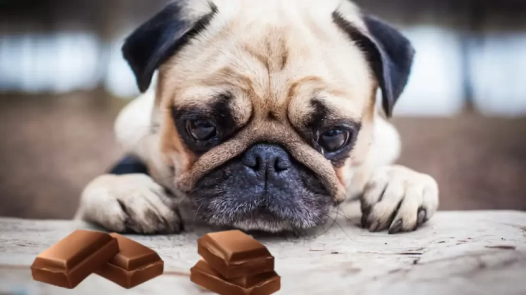 Cão próximo a uma barra de chocolate – risco de intoxicação
