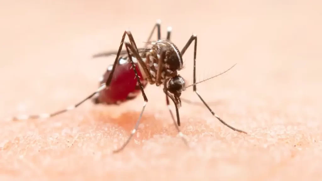 Dirofilariose