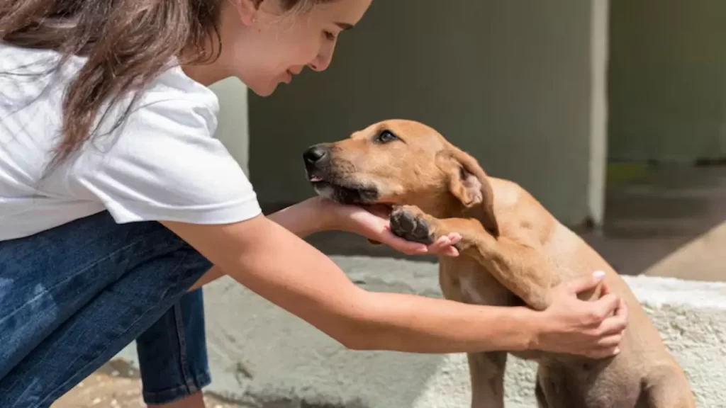 Adoção Responsável de Animais