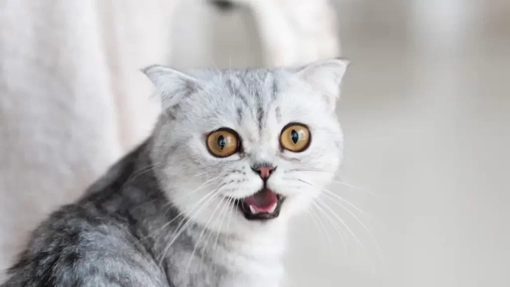 Close-up no rosto de um gato com olhos atentos e vibrantes