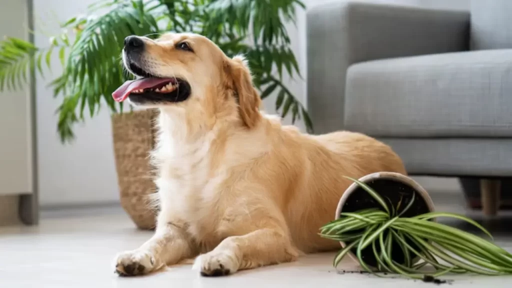 Plantas Tóxicas para Cães