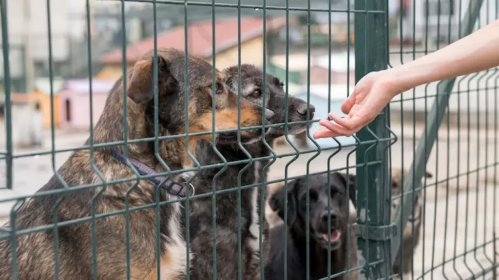 Adoção Responsável de Animais