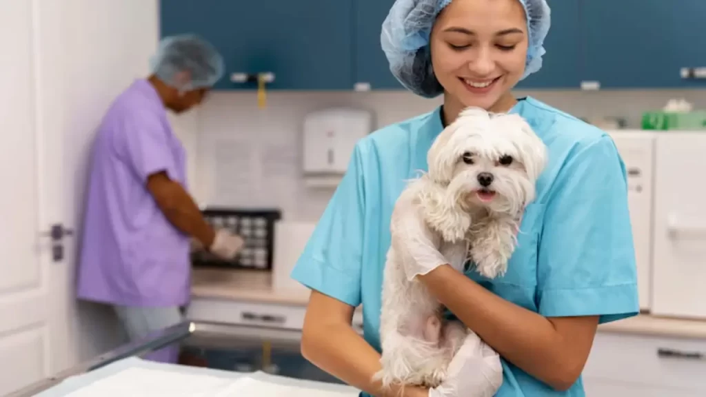Consulta veterinária para decidir se castrar ou não um pet