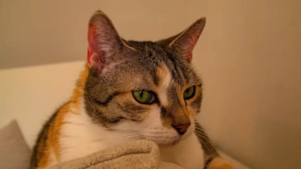 Gato felino com olhar sereno em fundo desfocado