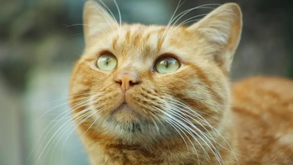 A pelagem do gato laranja pode se apresentar em diferentes padrões tabby: clássico, tigrado ou malhado. Cada padrão confere uma identidade visual única, com listras marcadas, espirais ou linhas suaves que percorrem o corpo em tons de laranja e creme. Os olhos geralmente acompanham tons quentes, como âmbar ou dourado.