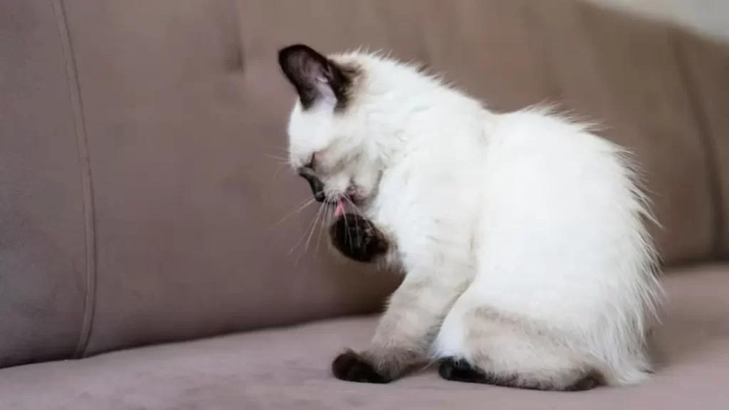 Lambedura excessiva em cães e gatos como sintoma de tédio ou estresse.