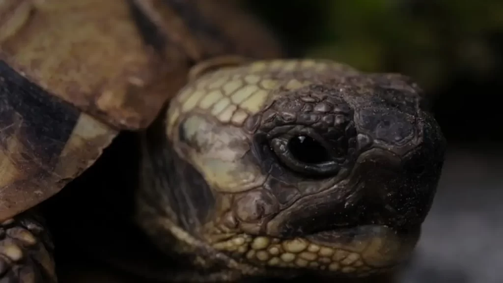 Pronto para Ter um Jabuti-piranga Como Companheiro?
O jabuti-piranga é muito mais do que um pet exótico — ele é um símbolo de tranquilidade, longevidade e conexão com a natureza. Se você se encantou por esse pequeno gigante de casco colorido, agora já sabe como oferecer tudo o que ele precisa para viver com saúde e bem-estar ao seu lado.👉 Gostou do conteúdo? Então compartilhe este artigo com outros amantes de pets e ajude a espalhar informações responsáveis sobre animais silvestres!💬 Tem alguma dúvida ou experiência com jabuti-piranga? Deixe seu comentário abaixo! Vamos adorar saber a sua história.🔔 E não se esqueça de acompanhar o Hora do Pet para mais dicas, curiosidades e cuidados sobre o mundo animal. Seu próximo companheiro pode estar a apenas um clique de distância!