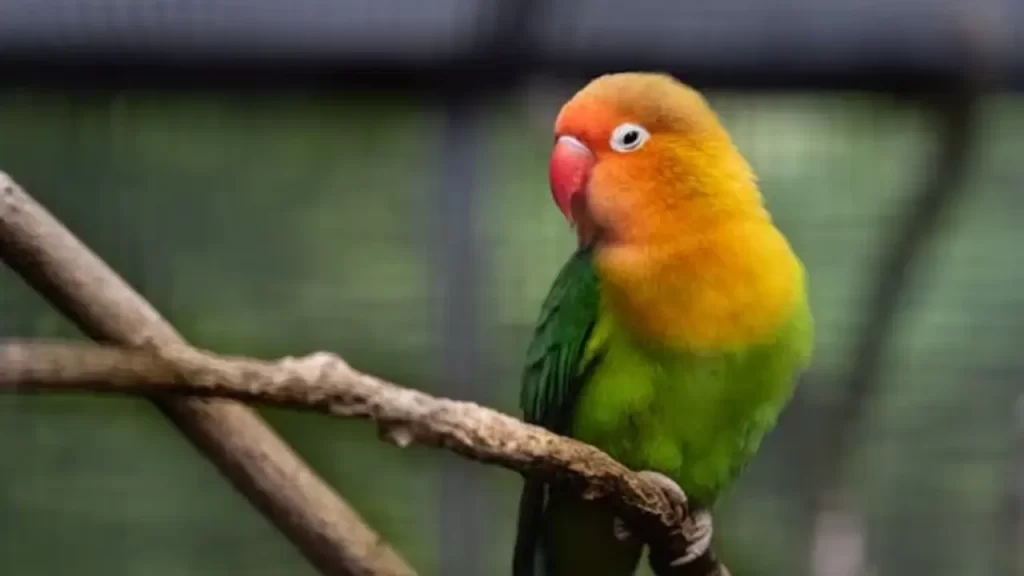 Agapornis em Foco: A Beleza das Aves que Cativam com sua Personalidade e Cores