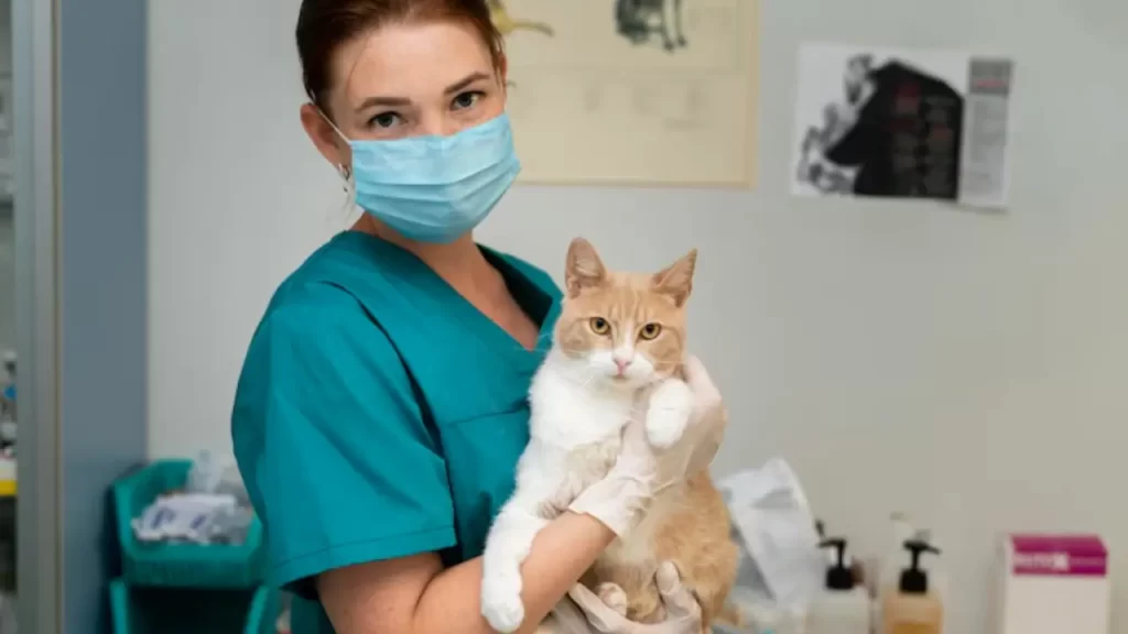 Gato sendo avaliados por veterinário antes da castração
