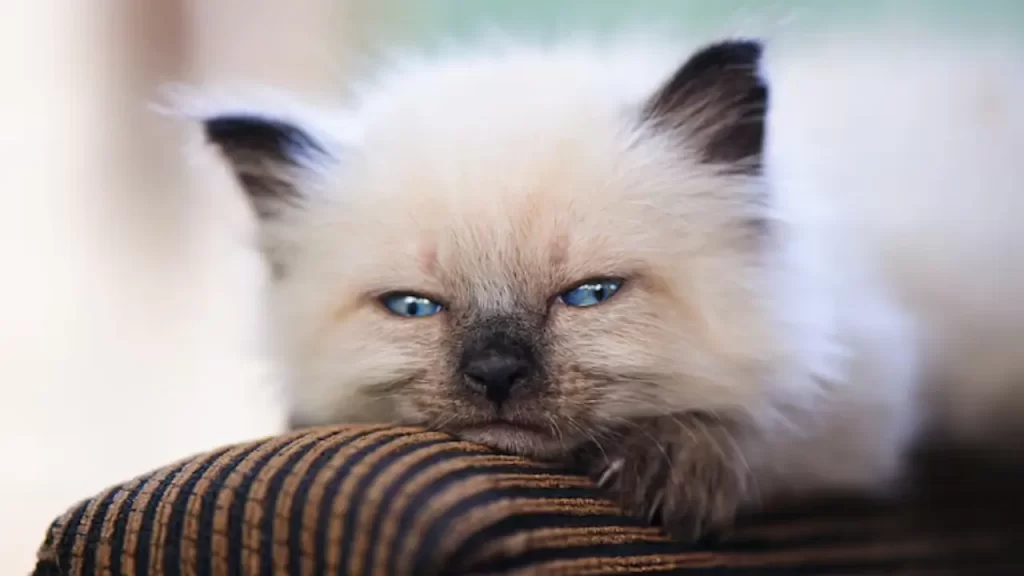 Gato branco e cinza descansando em ambiente interno
