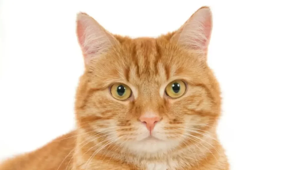 A maioria dos gatos laranja é composta por machos, devido à herança genética ligada ao cromossomo sexual. O padrão de ocorrência torna essa coloração uma expressão notável de dimorfismo genético. As fêmeas com pelagem laranja são raras e, quando ocorrem, revelam uma combinação dupla da mutação nos dois cromossomos X.