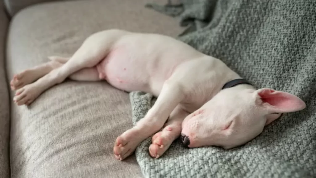 Tédio em pets – Como identificar o sono excessivo como sinal de falta de estímulo.