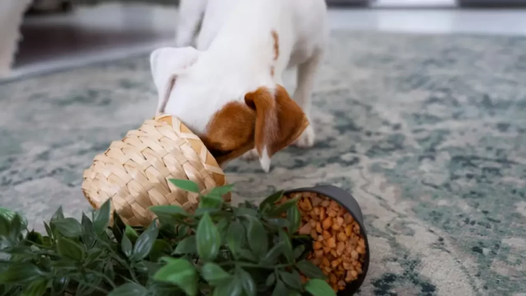 Plantas Tóxicas para Cães