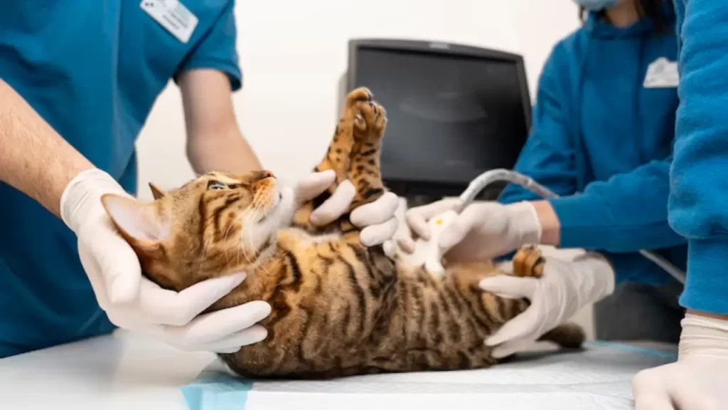 Ambiente clínico com cães e gatos preparados para o procedimento de castração