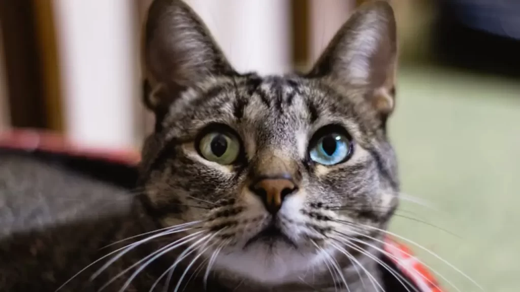 Close-up no rosto de um gato com olhos atentos e vibrantes
