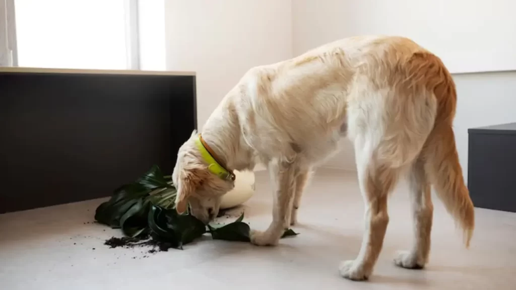 Plantas Tóxicas para Cães