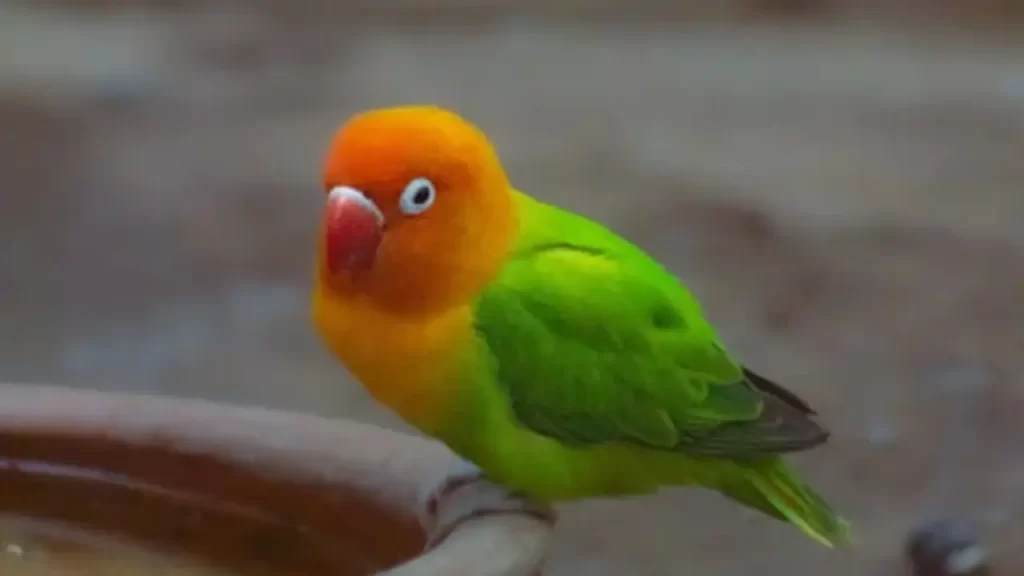 Agapornis (Lovebird): Pássaro Colorido e Afetuoso de Estimação