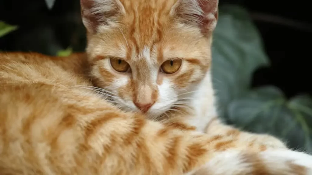 Gatos laranja tendem a apresentar comportamentos ativos e instintivos bem desenvolvidos. Em ambientes variados, destacam-se pela curiosidade e vigilância. A pelagem clara pode se adaptar visualmente ao ambiente, ajudando na camuflagem entre folhagens secas ou sob luz solar intensa.