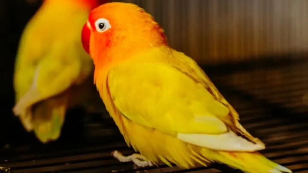 Agapornis: Pássaro Exótico Popular para Criadores e Apaixonados por Aves