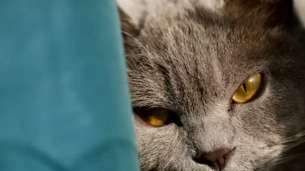FIV e FeLV