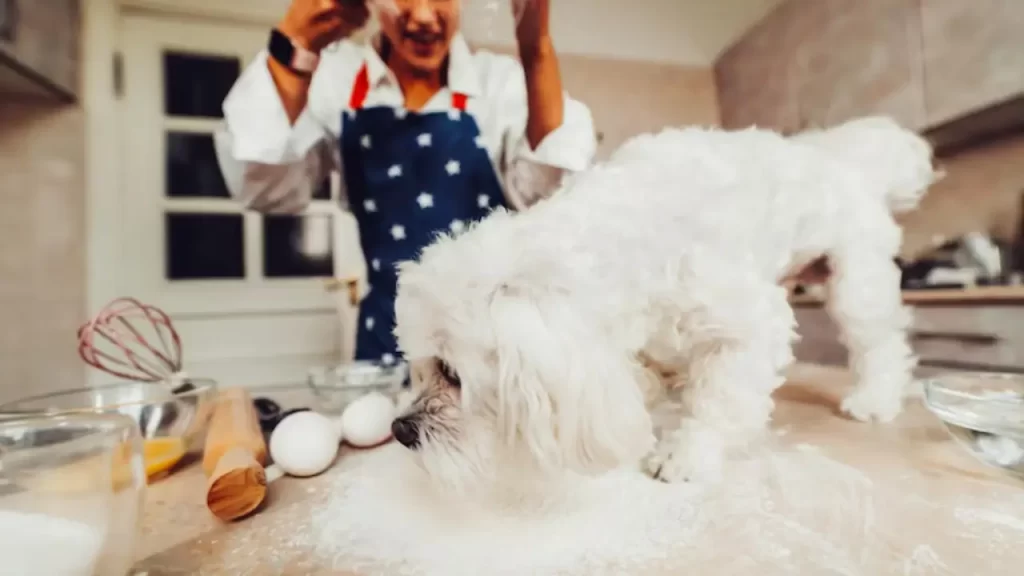 Massas com fermento podem causar fermentação perigosa em pets
