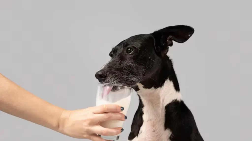 Nem todo cachorro tolera leite – evite oferecer laticínios