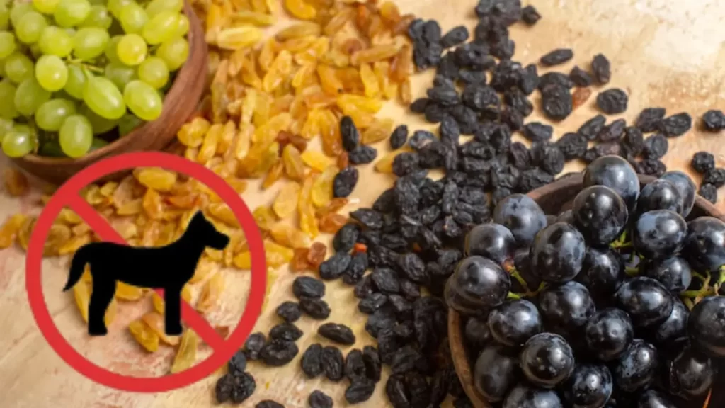 Uvas não devem ser oferecidas a cães – podem causar falência renal