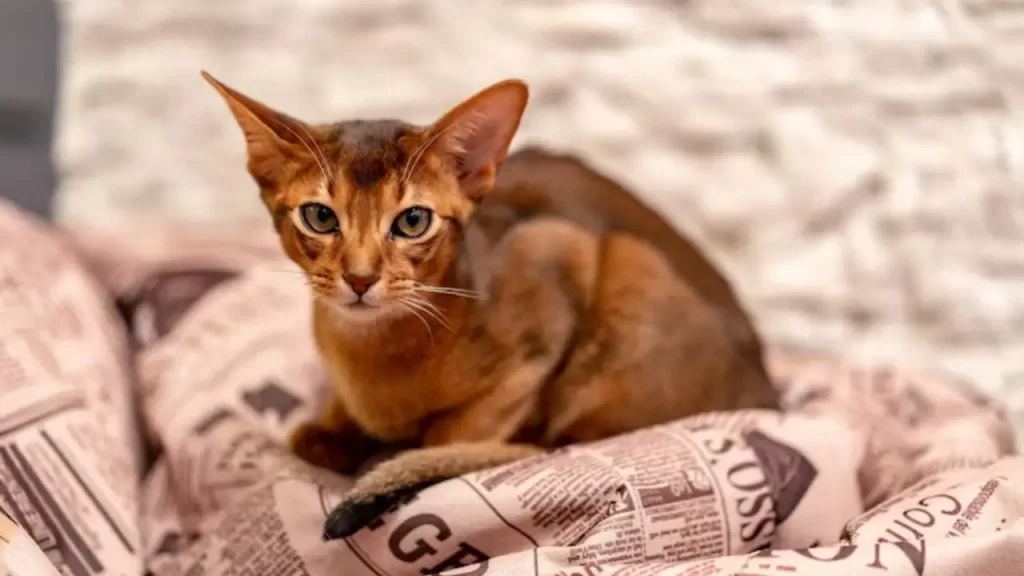 Gato Oriental de orelhas grandes e corpo esguio, em pose alerta, mostrando sua inteligência e facilidade de adaptação.